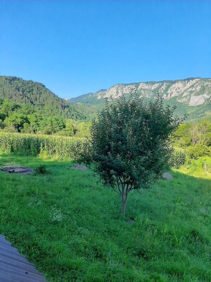 Pensiunea Codru Sălciua de Jos Exteriér fotografie