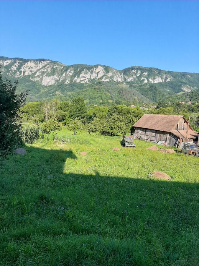 Pensiunea Codru Sălciua de Jos Exteriér fotografie
